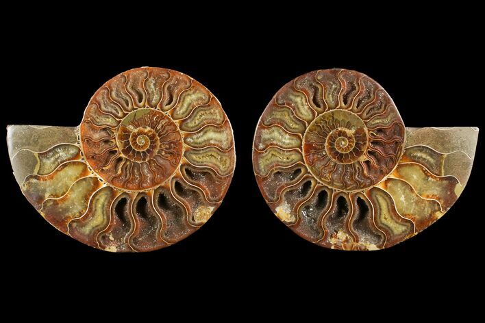 Agate Replaced Ammonite Fossil - Madagascar #150899